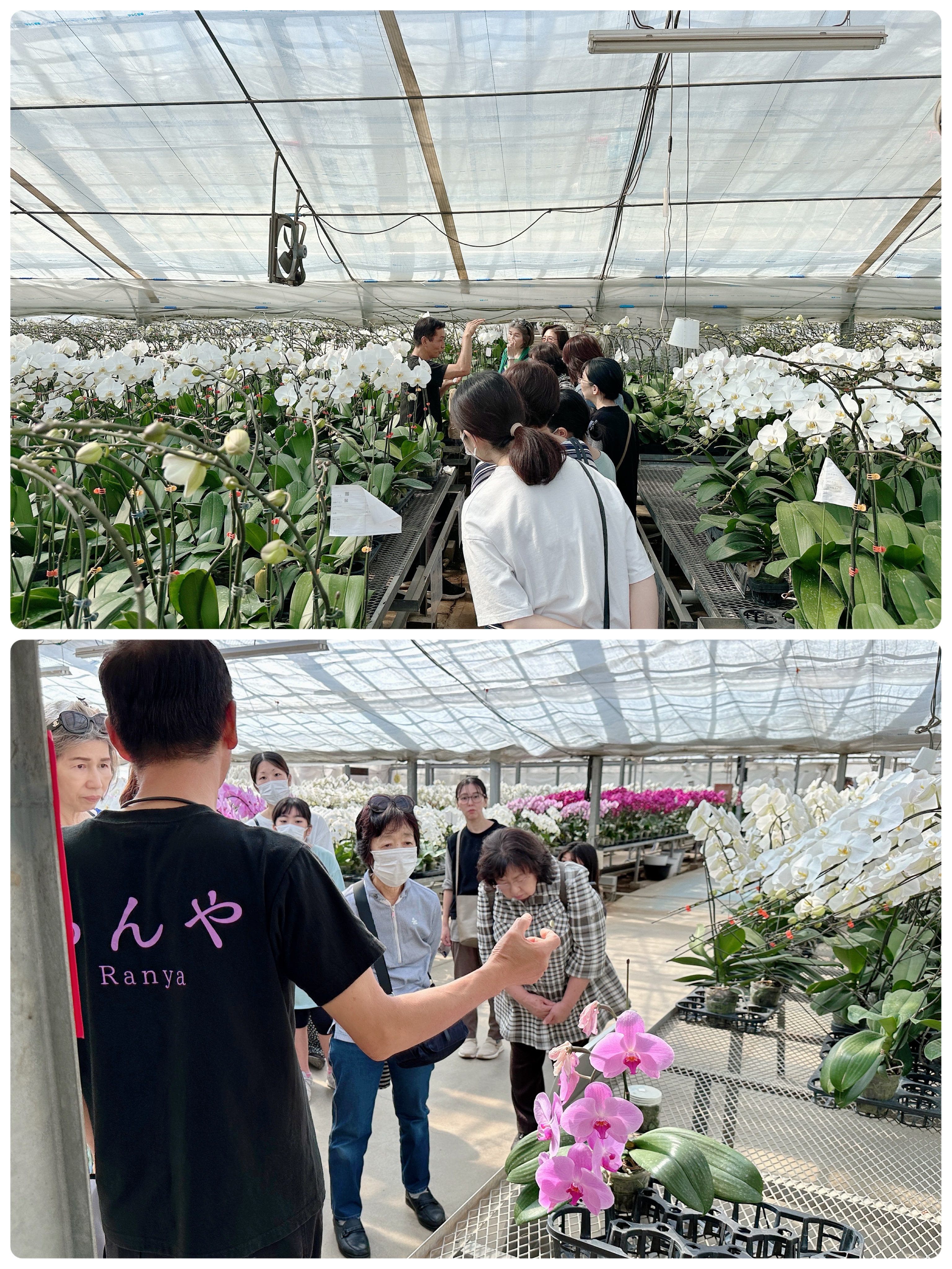 らんや40周年感謝祭イベントリポート！！ - ギフト 贈り物 胡蝶蘭